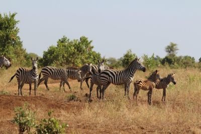 Zèbres parc de Meru Kenya
