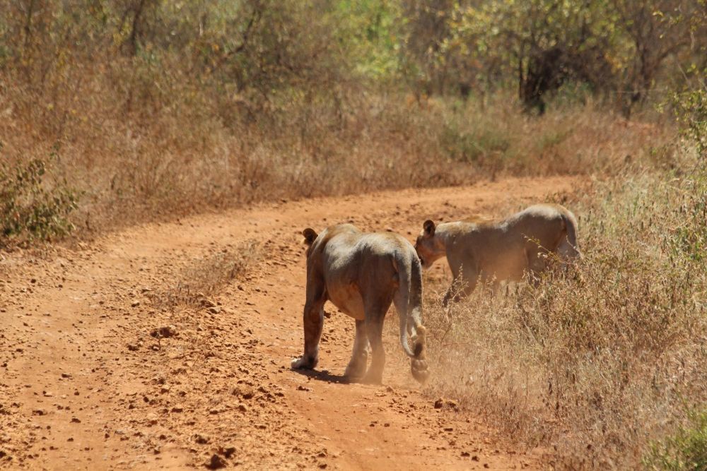 Lionnes Parc de Meru Kenya