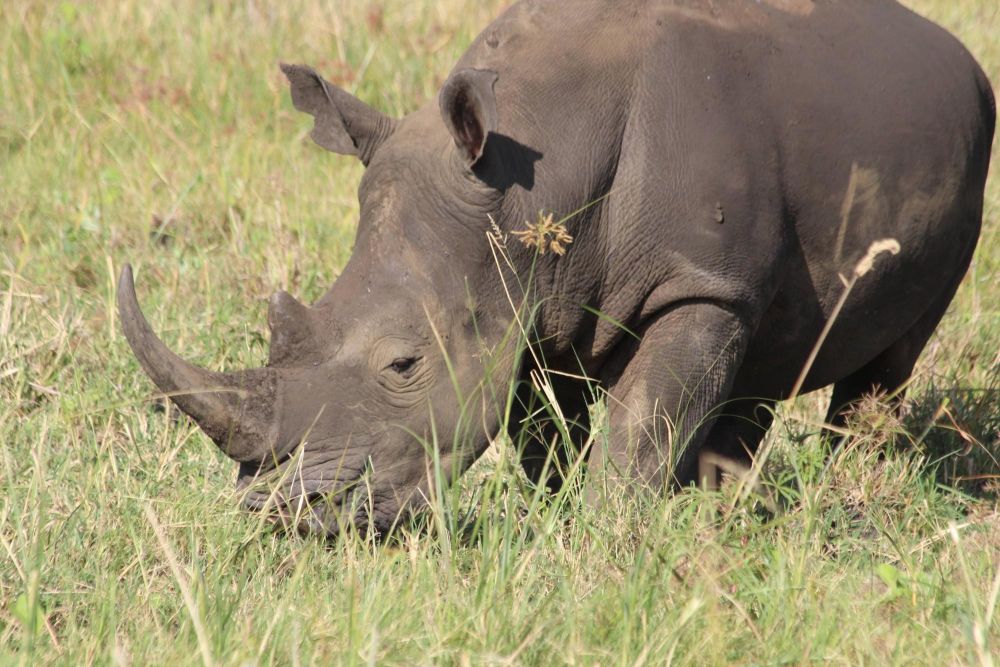 Rhinocéros blanc Parc de Meru Sanctuaire Kenya