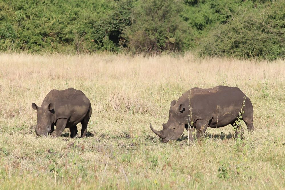 Sanctuaire de rhinocéros Parc de Meru Kenya