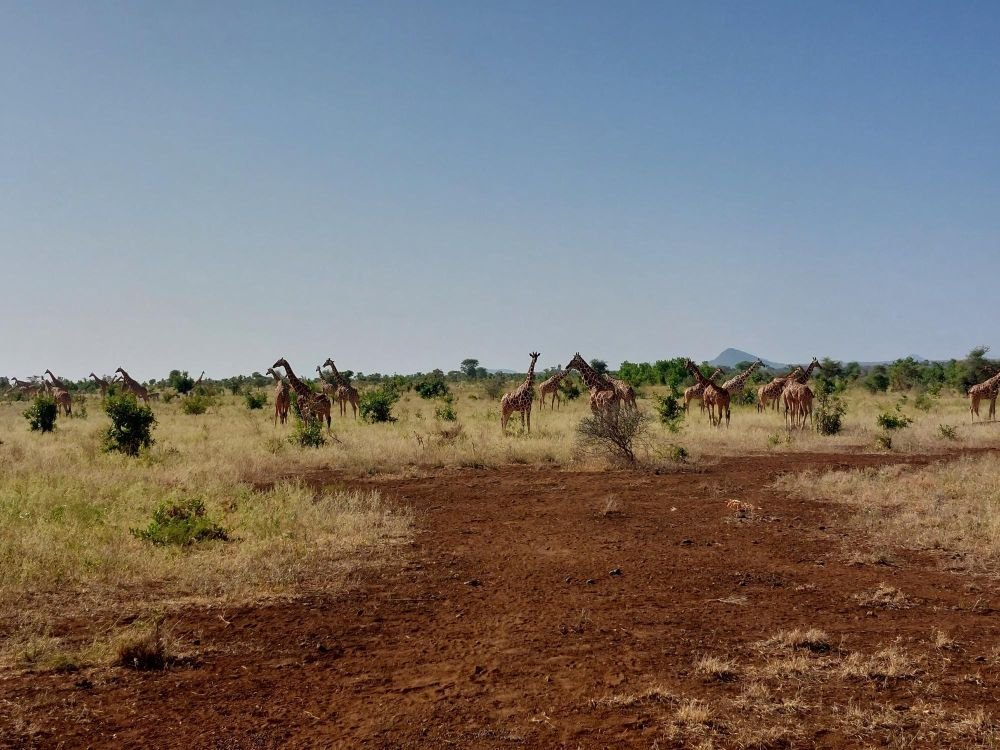 Observation exceptionnelle d'un groupe de 52 girafes Parc Meru Kenya