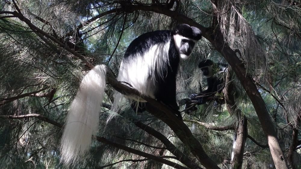 Colobe Guereza Mont Kenya