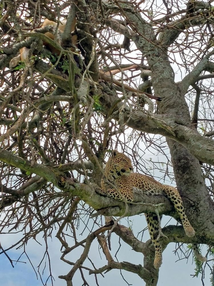 Léopard Maasai Mara Kenya