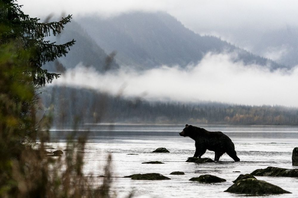 Grizzli au petit matin