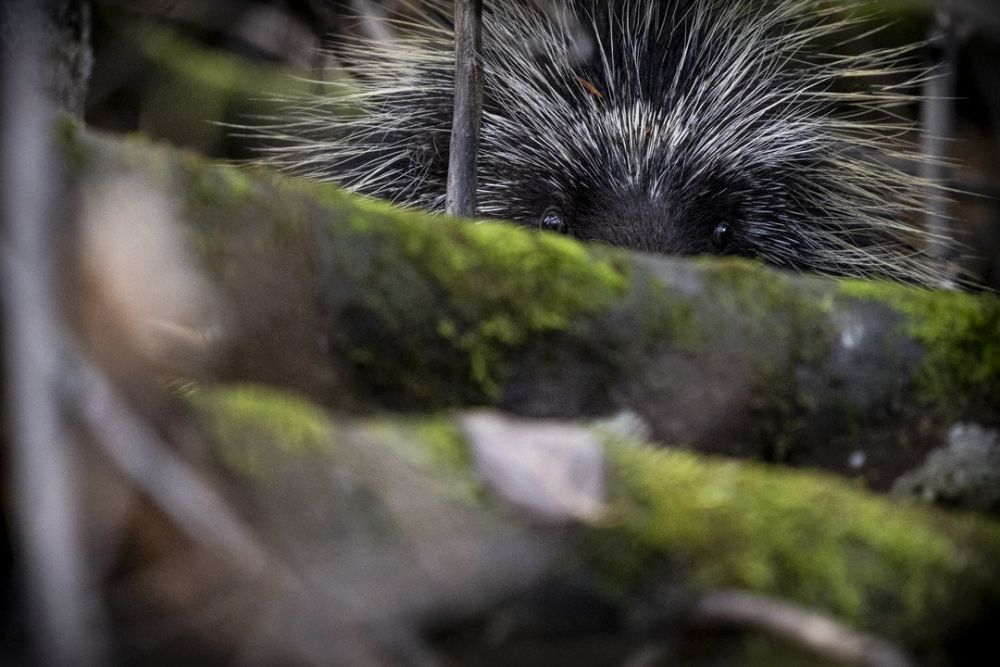 L’art du camouflage du Porc-Epic