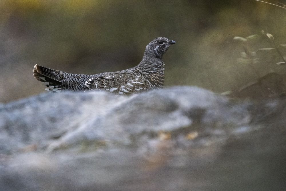 Lagopède dans la Toundra