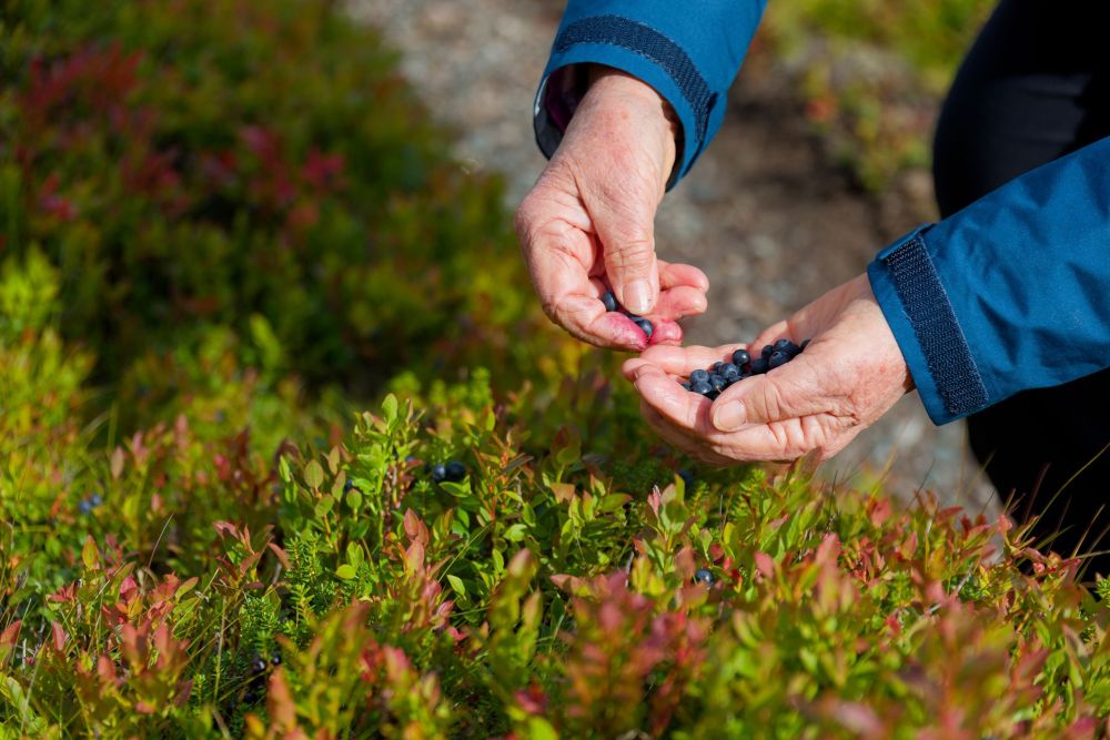 Cueillette de myrtilles