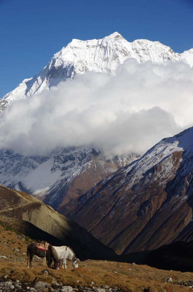 chevaux à l'approche du Larkya La, tour du Manaslu