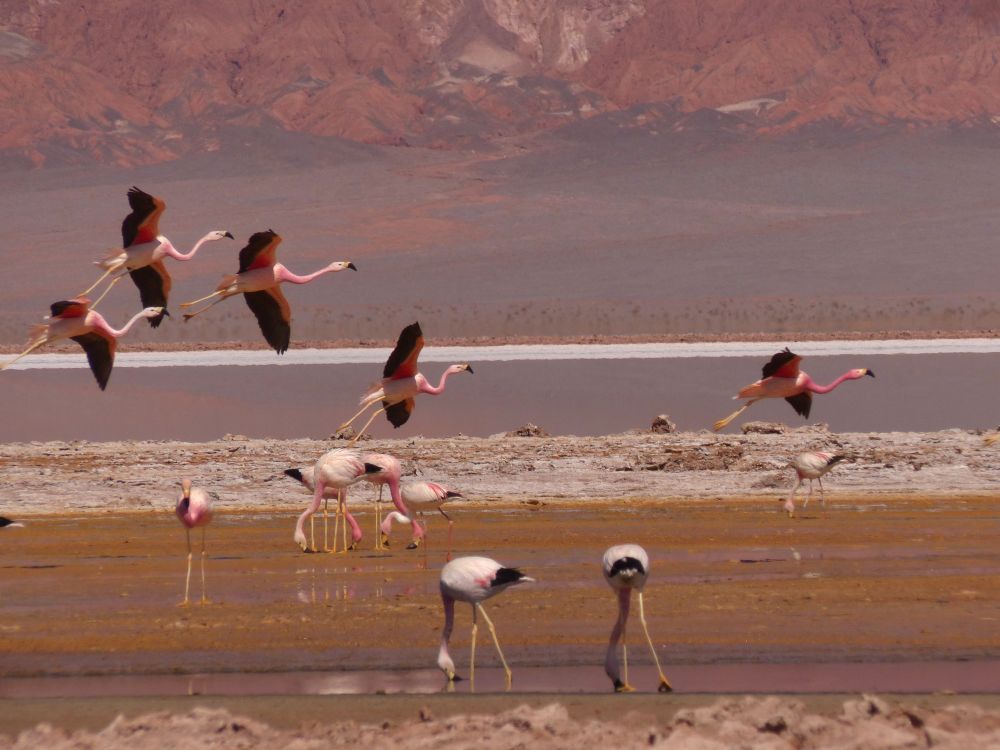 Flamants roses sur la lagune Carachi Pampa