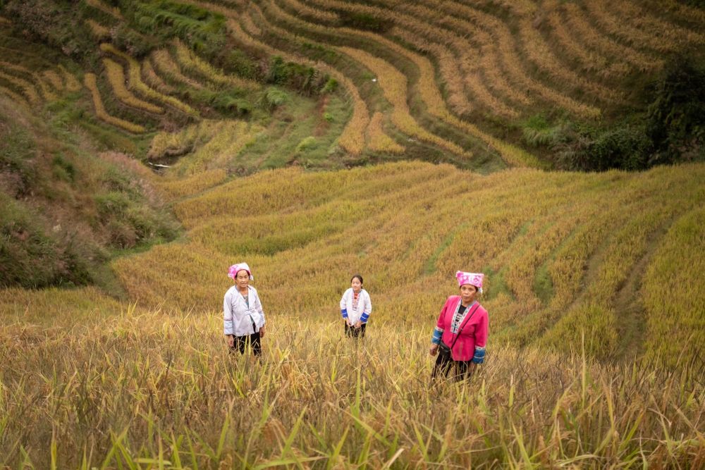 Rizières en terrasses de Longji - Chine