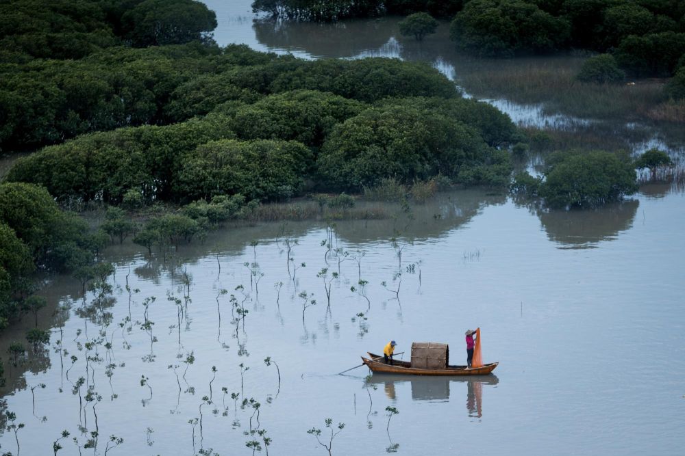 Dans la mangrove de Xiapu - Fujian - Chine