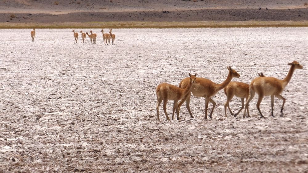 Vigognes sur un salar