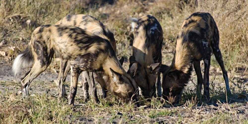 Lycaons Botswana