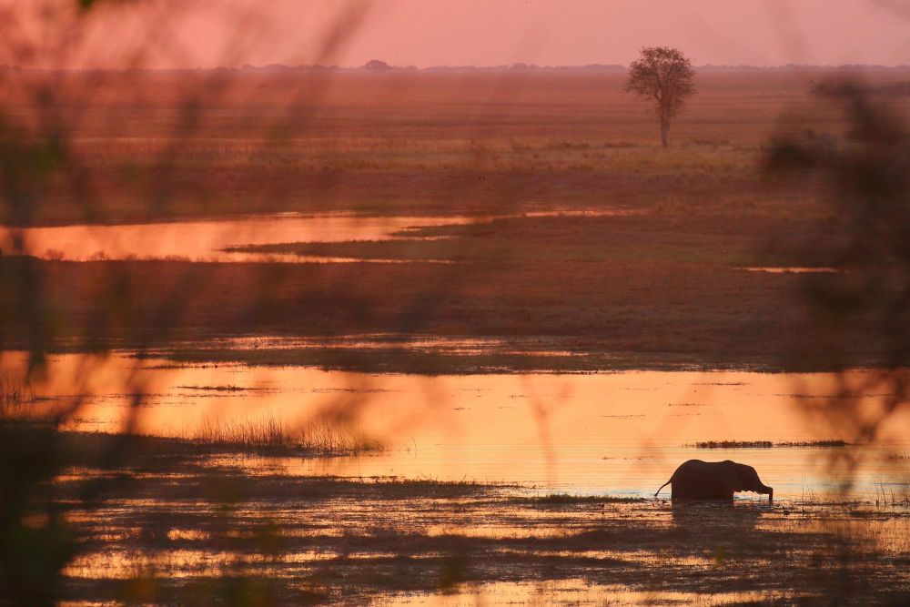 Delta de l'Okavango Botswana