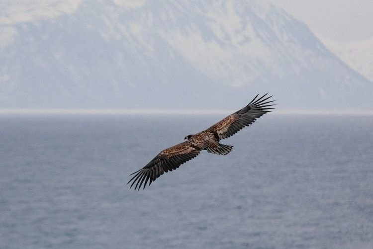 Survol des côtes arctiques