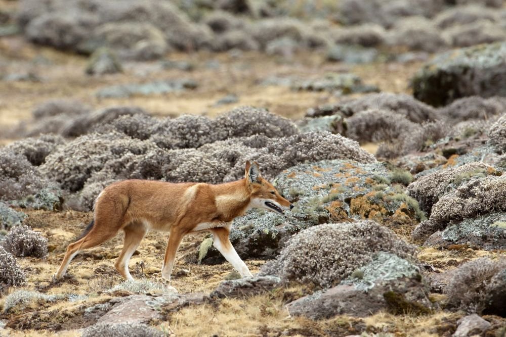 Loup d'Abyssinie dans le Bale