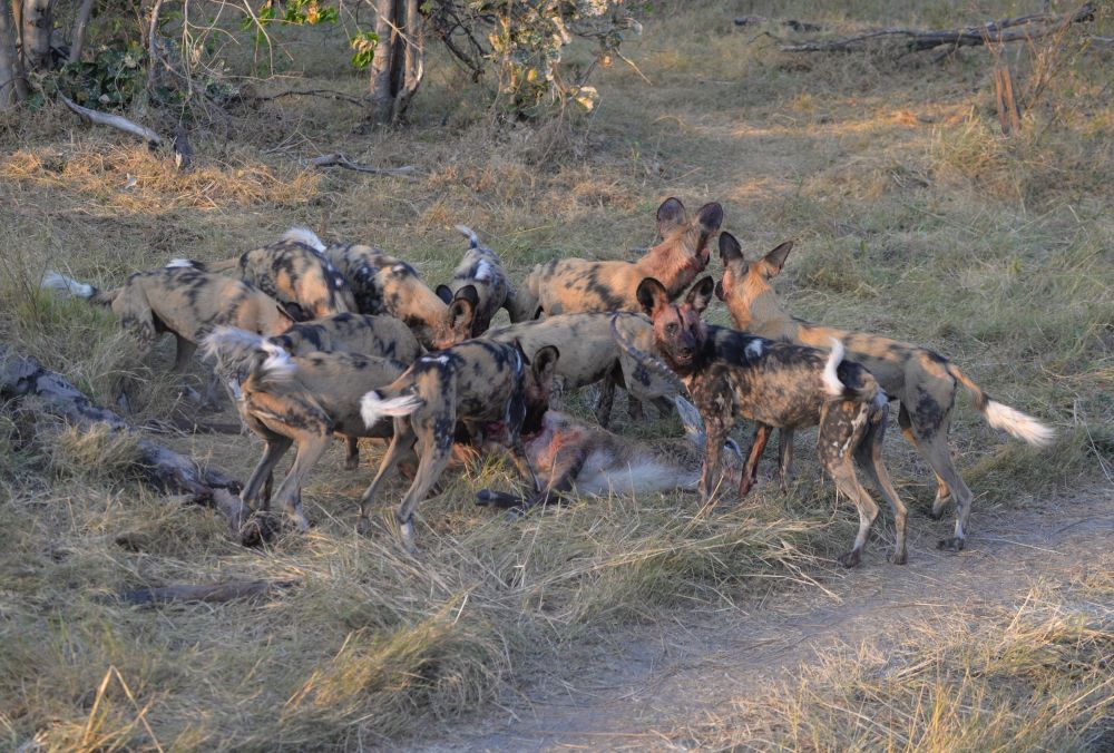 Lycaons au Botswana