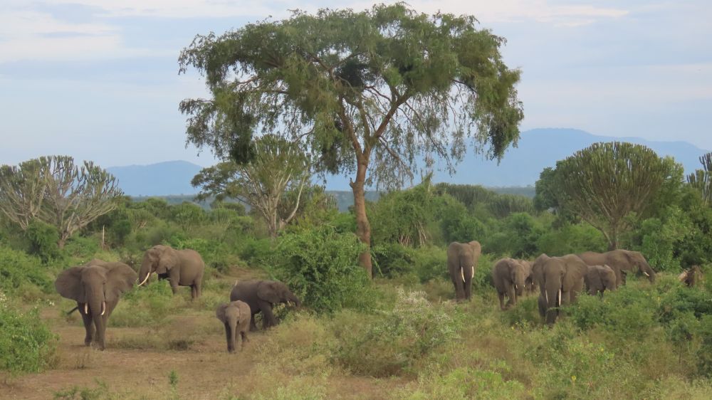Troupeau d'éléphants