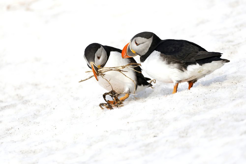 Macareux moine sur la neige du Varanger