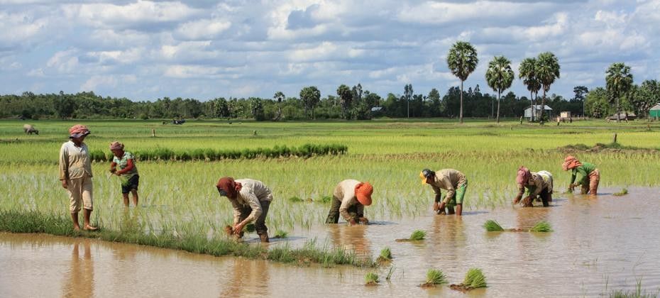 paysans dans les rizières du Cambodge