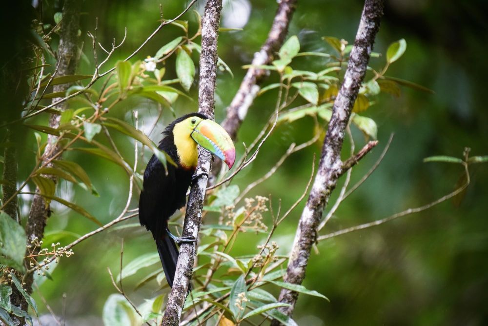 Le toucan à carène: un oiseau emblématique du Costa Rica