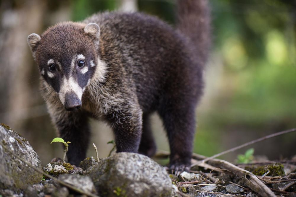 Le coati à nez blanc, proche parent du raton-laveur!