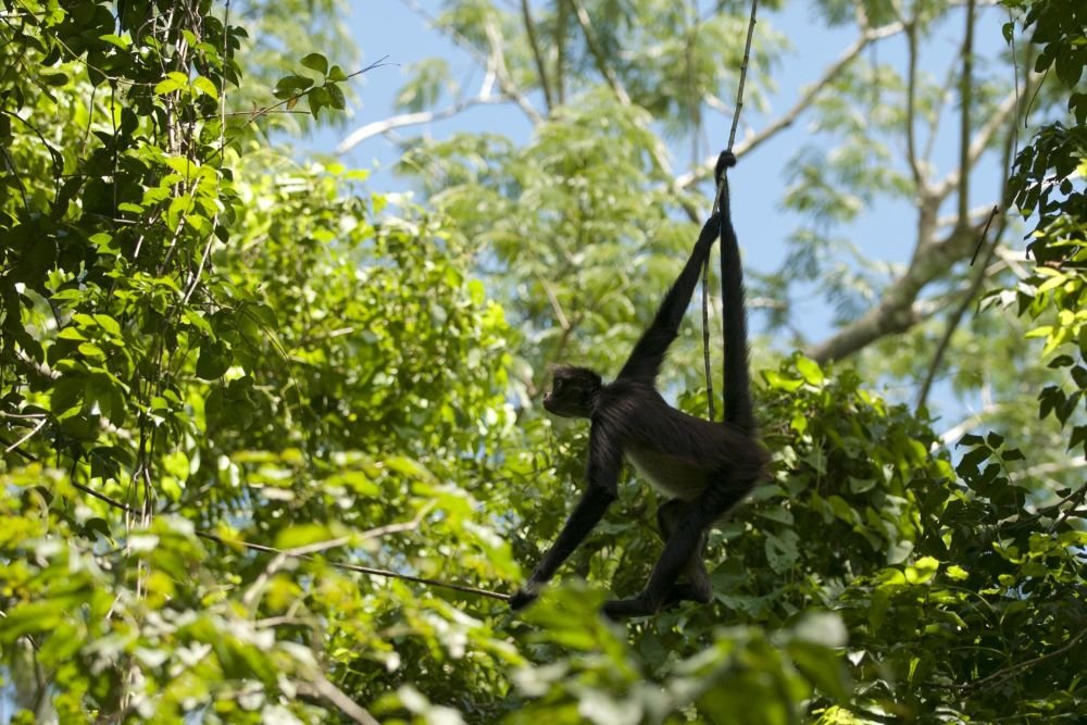 Le singe-araignée, ou atèle de Geoffroy... un as de la grimpe arboricole