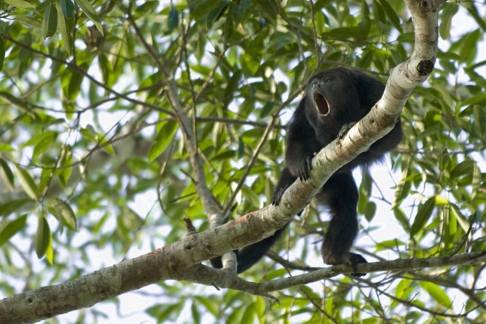 Le singe hurleur, la grande voix du Costa Rica