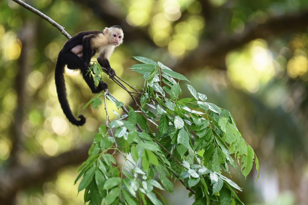 La capucin moine, l'une des 3 espèces de primate visible sur ce circuit