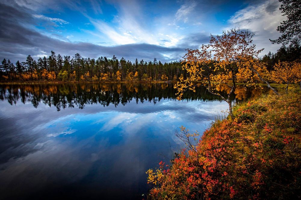 Contemplation de l'été indien en Laponie, Finlande