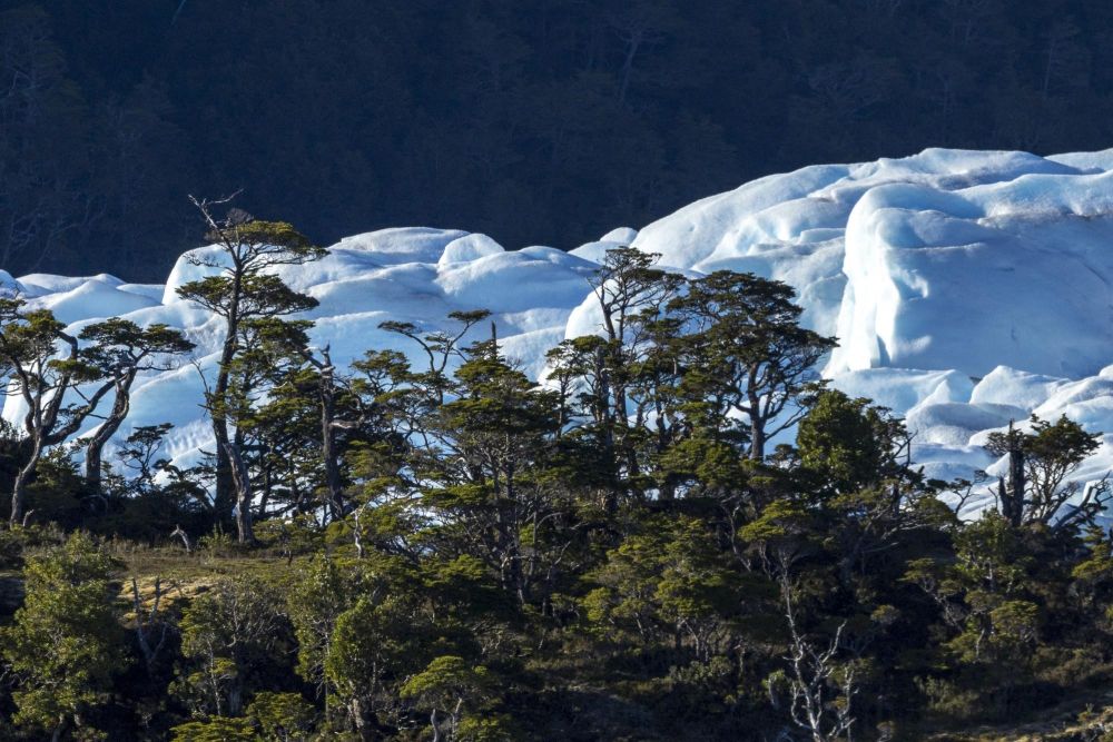 Forêt primaire native et glaciers millénaires : l'incroyable diversité de la cordillère de Darwin