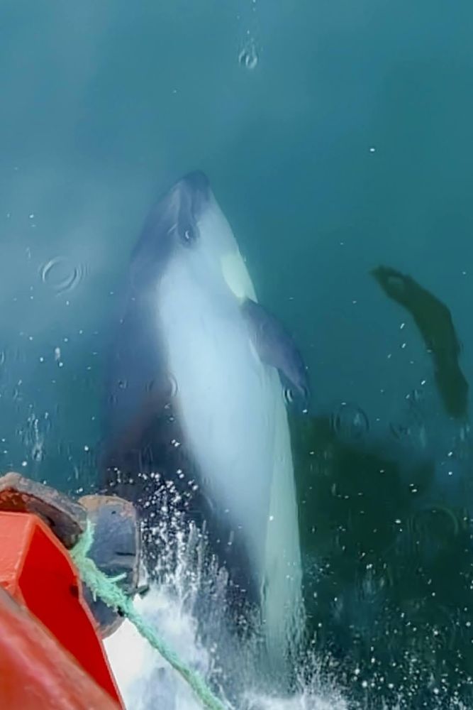 Les dauphins austraux viennent régulièrement jouer auprès de notre bateau