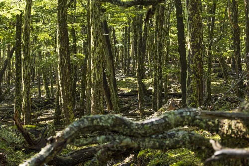 Les forêts emblématiques de la Patagonie que l'on retrouve en Terre de Feu