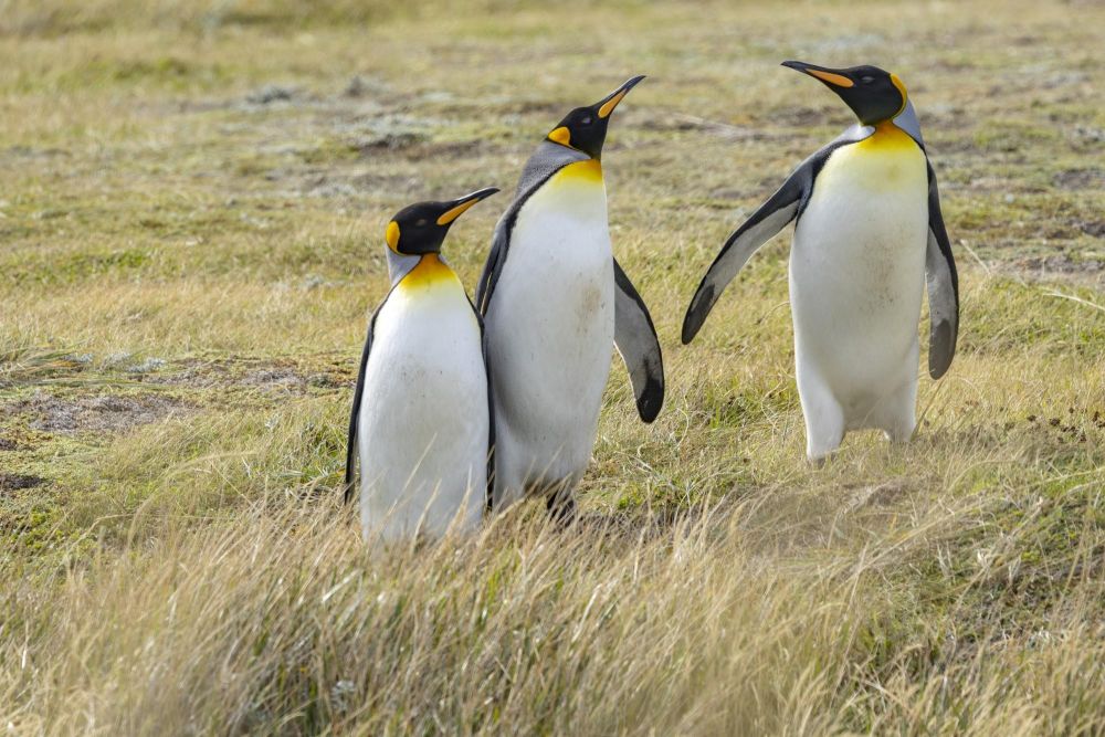 Fin du voyage auprès de l'unique colonie de manchots royaux du continent suadaméricain