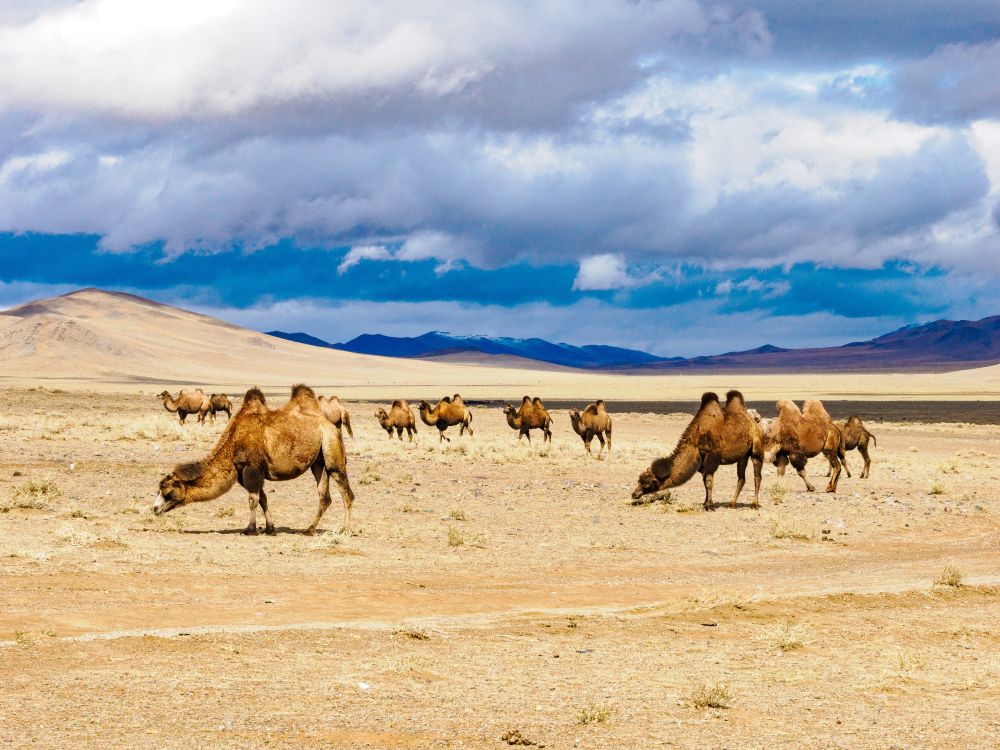 Chameaux dans la steppe aride