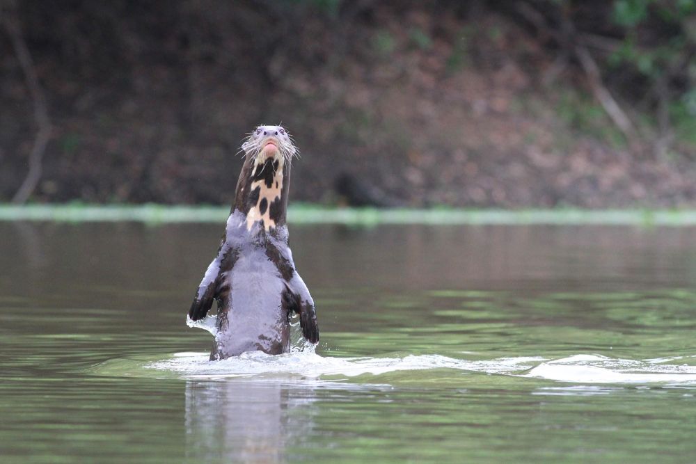Rencontre avec une famille de loutres géantes au Pantanal