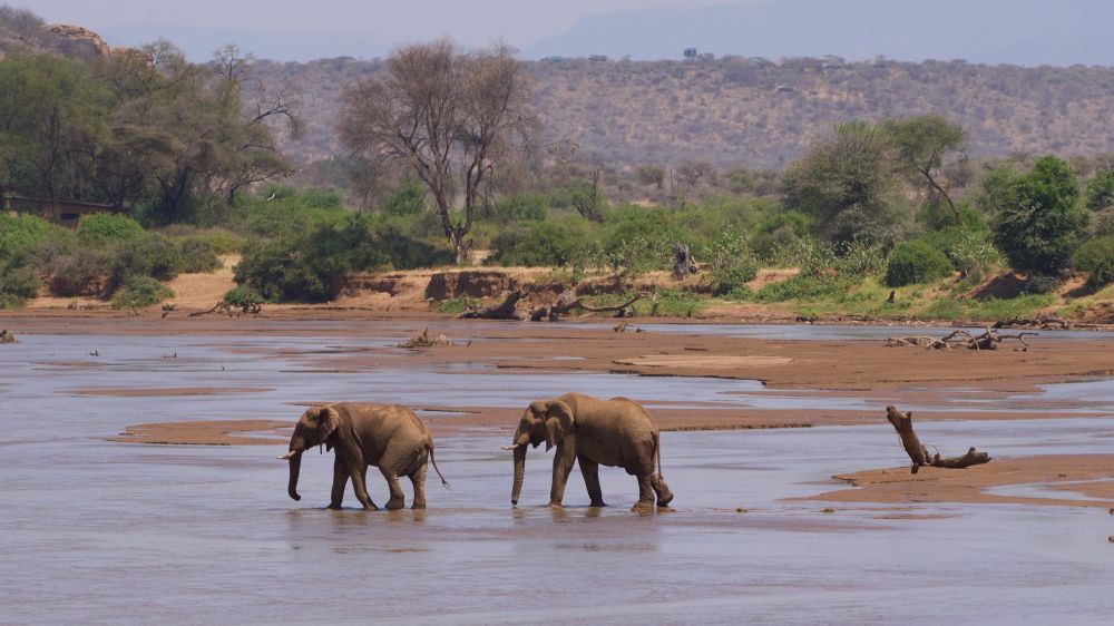 Eléphants Parc de Samburu Kenya