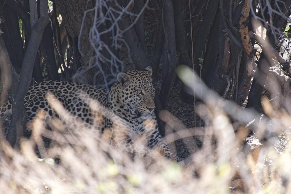 Léopard Botswana