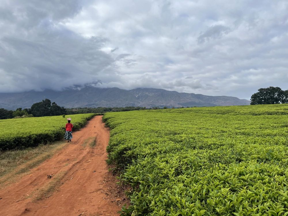 champs de thé Mont Mulanje Malawi