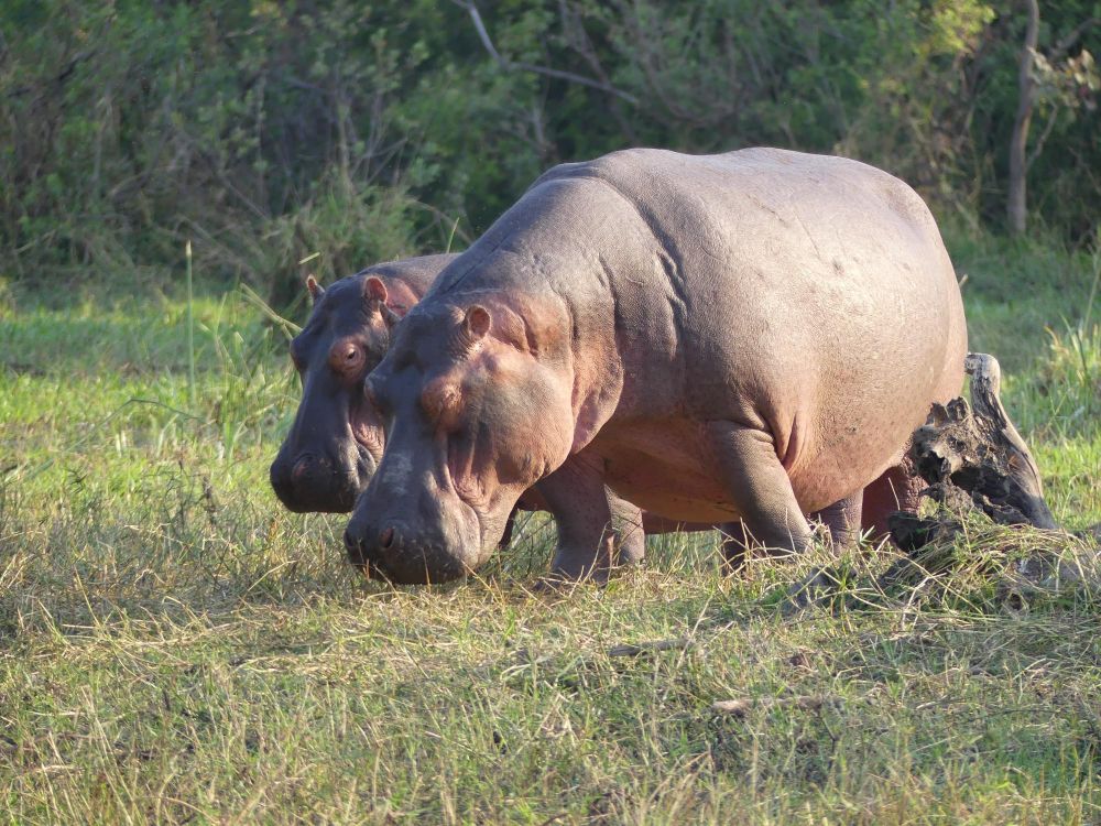 Hippopotame Liwonde Malawi