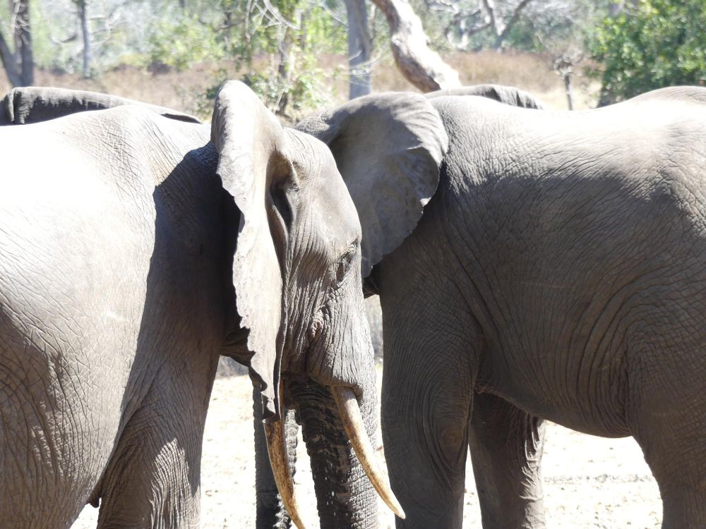 Eléphants Majete Malawi