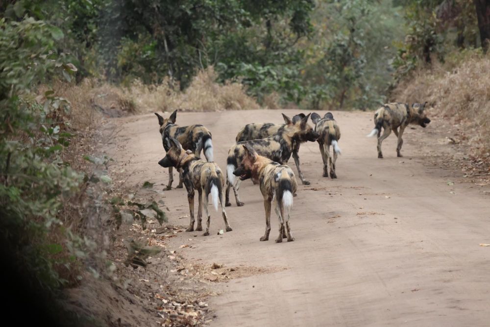 Meute de Lycaons Majete Malawi