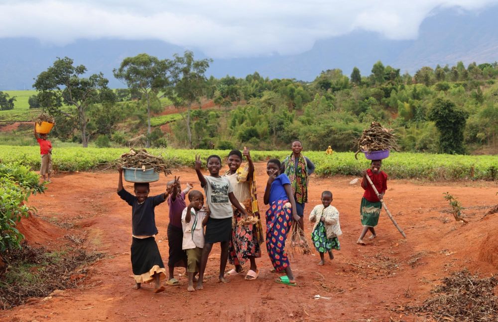 Marche plantations de thé Mulanje Malawi