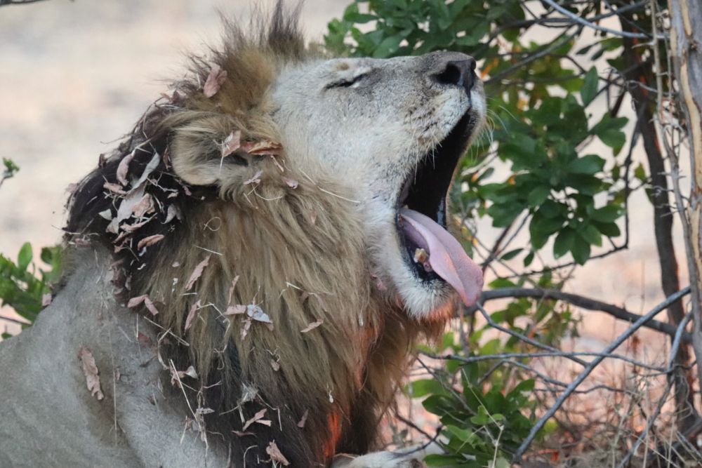 Lion Liwonde Malawi