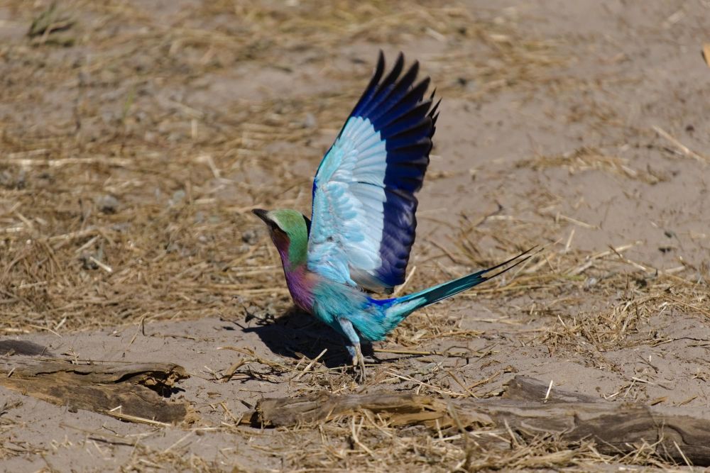 Rollier Botswana