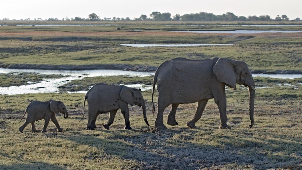 Eléphants Botswana
