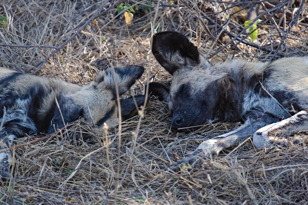 Lycaons Botswana
