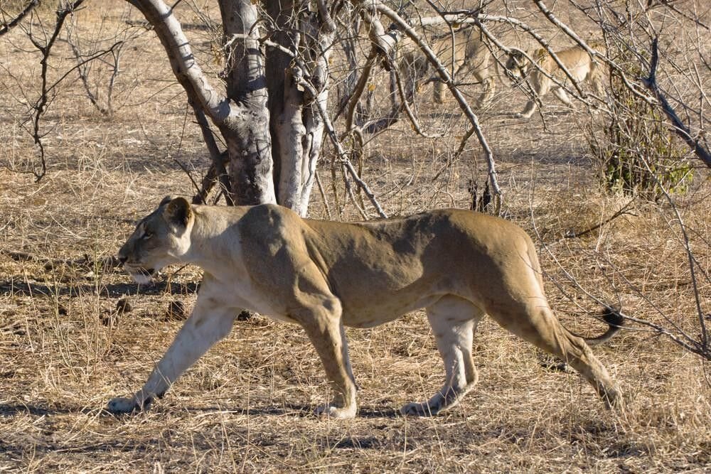 Lionne Botswana