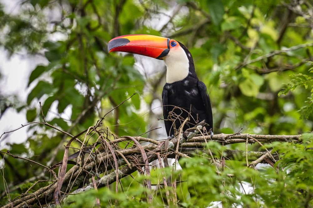 Le Toucan toco