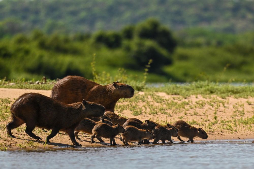 Famille de capybaras sur la rivière Cuiaba